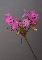 Pelargonium endlicherianum